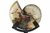 Iridescent Ammonite (Hoploscaphites) Fossil w/ Stand - Montana #354628-1